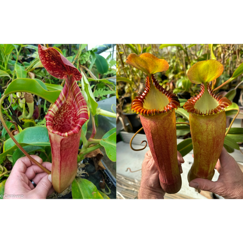 Nepenthes lowii x veitchii x edwardsiana hybrid pitchers; two views show tall reddish tubes with orange fringed peristomes