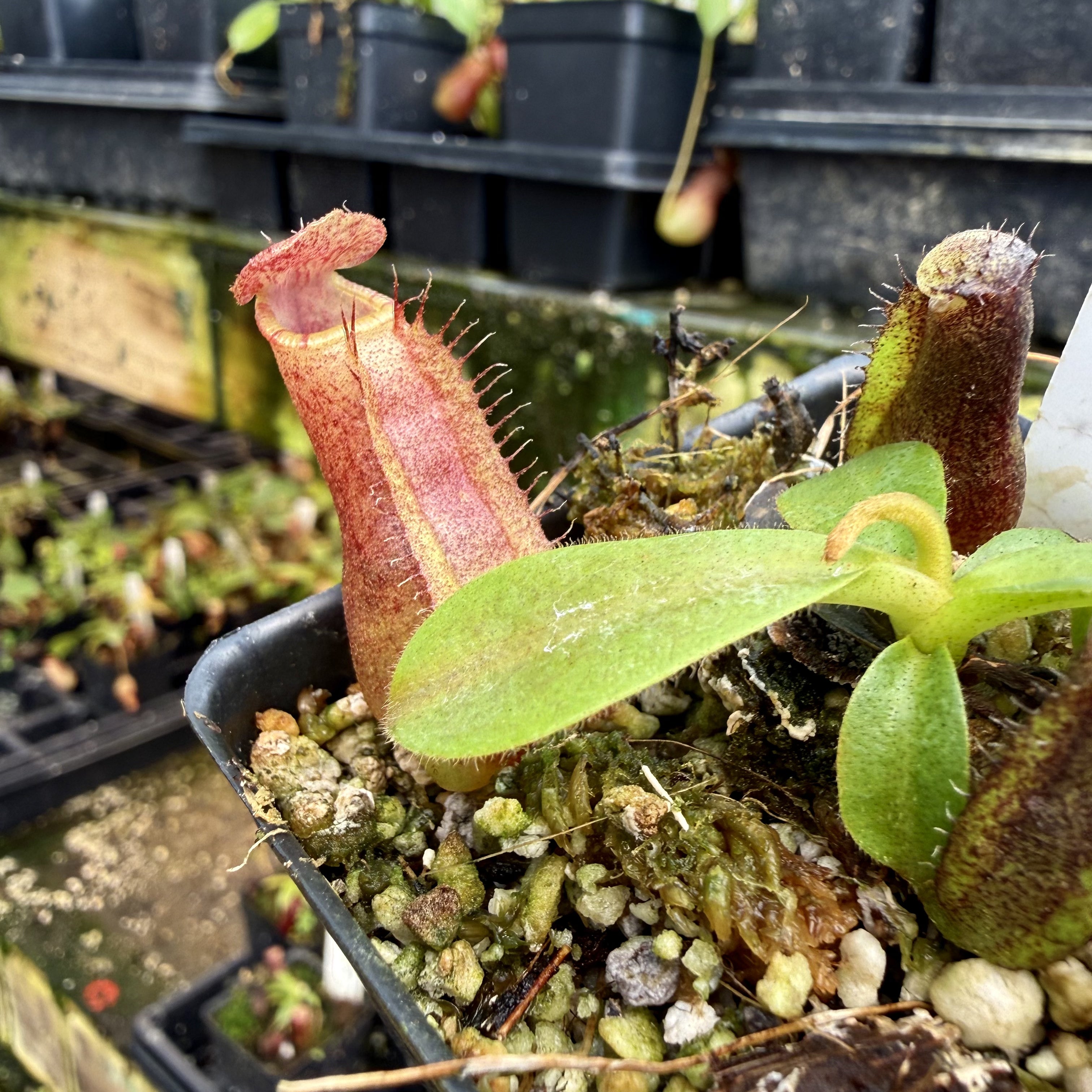 Nepenthes naga x veitchii 'Candy Dreams' CAR-0885 – Carnivero