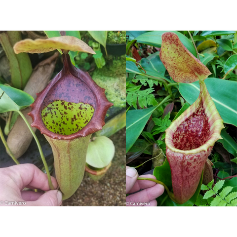 Two Nepenthes truncata x campanulata cross pitchers side by side one green with maroon interior the other pink speckled