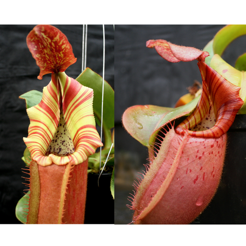 Nepenthes seed pod hybrid with yellow and pink striped pitcher and red hooded trap