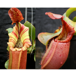 Nepenthes (Song of Melancholy x veitchii Pink Candy Cane) x veitchii (Akazukin x Bareo) Seed Pod