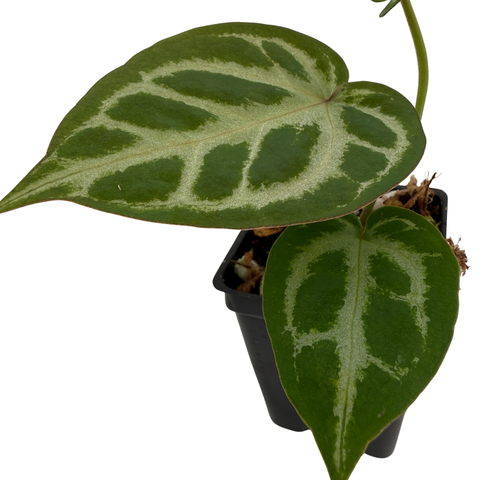 Green leafy plant with white veins in a pot on a white background