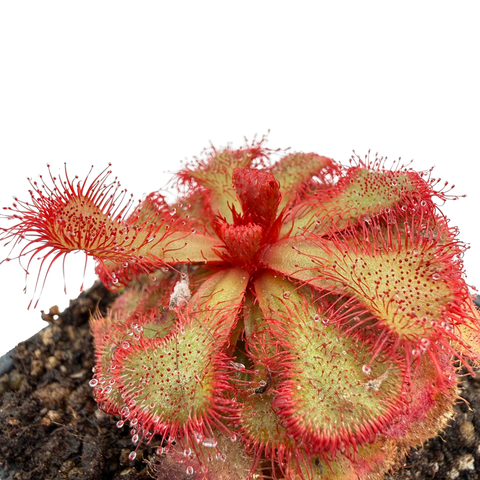 Close-up of a red and green carnivorous plant with a white background