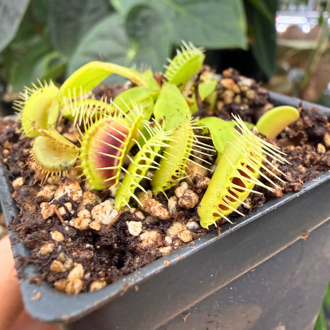 Close-up of Venus flytrap Smog with lime green traps and reddish inner chamber in a small pot.