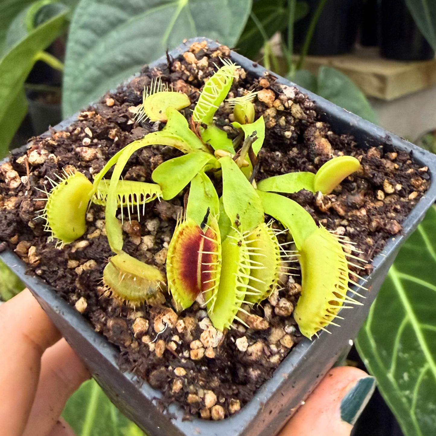 plant pot for venus fly trap Venus Flytrap- Dionaea muscipula 'Smog', IMP-0053 – Carnivero