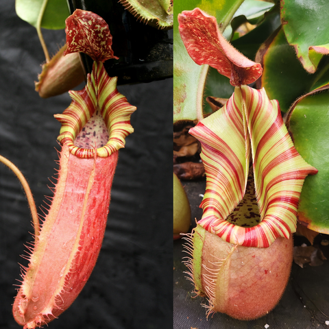 Split image of Nepenthes Candy Dreams x L15 seed pod; left shows a lime striped pitcher, right shows a flowering stalk with tiny red blooms.