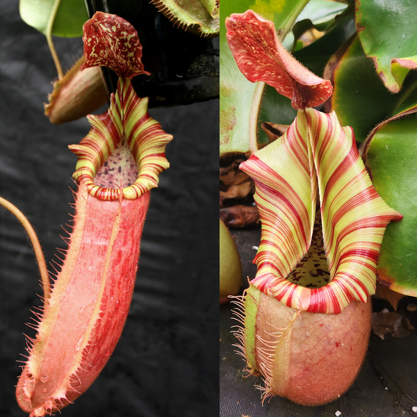 Nepenthes [(Song of Melancholy x veitchii) x veitchii "L15"] x veitchii "Candy Dreams"