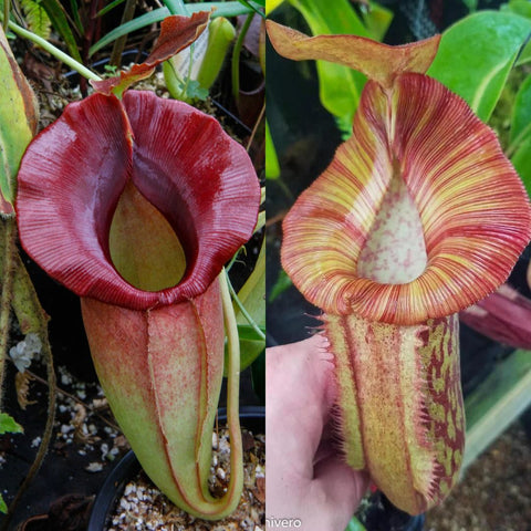 Two Nepenthes SPATHULATA X JACQUELINEAE Redonkulas pitcher plants with red and striped traps in a pot