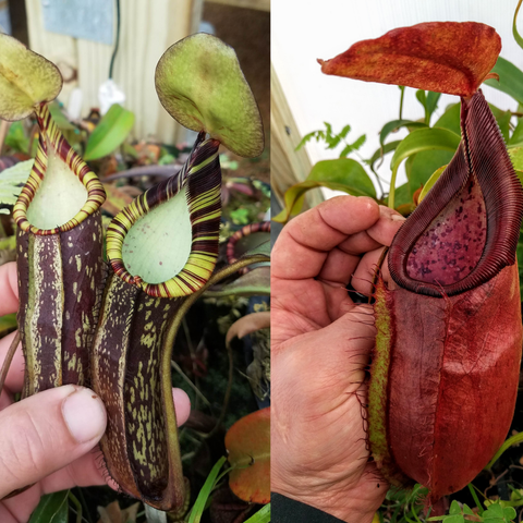 Pair of Nepenthes spectabilis x adrianii pitchers with striped peristomes and pale green lids held in a hand