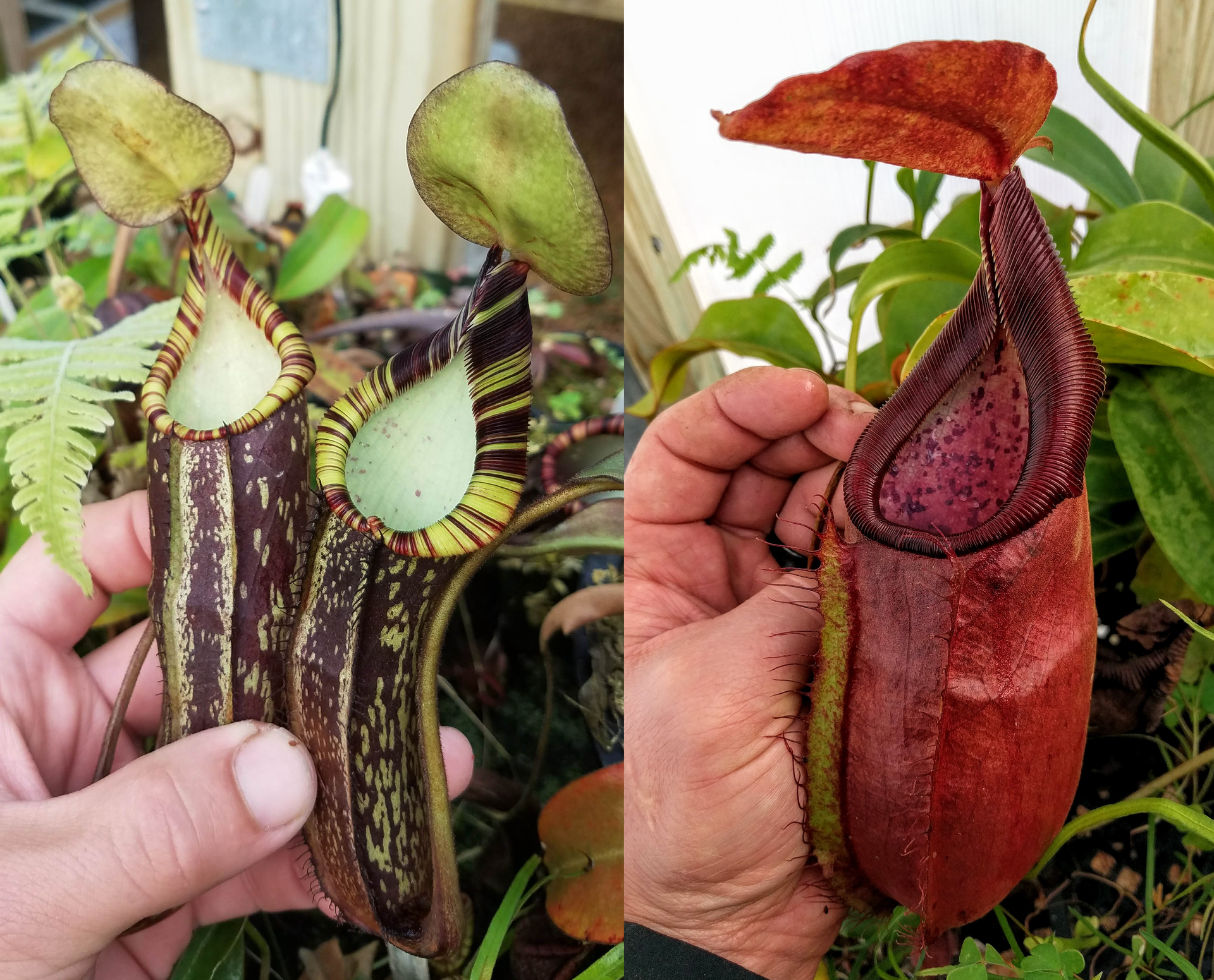 A288] Nepenthes spectabilis (EP) x adrianii (xs) – Carnivero