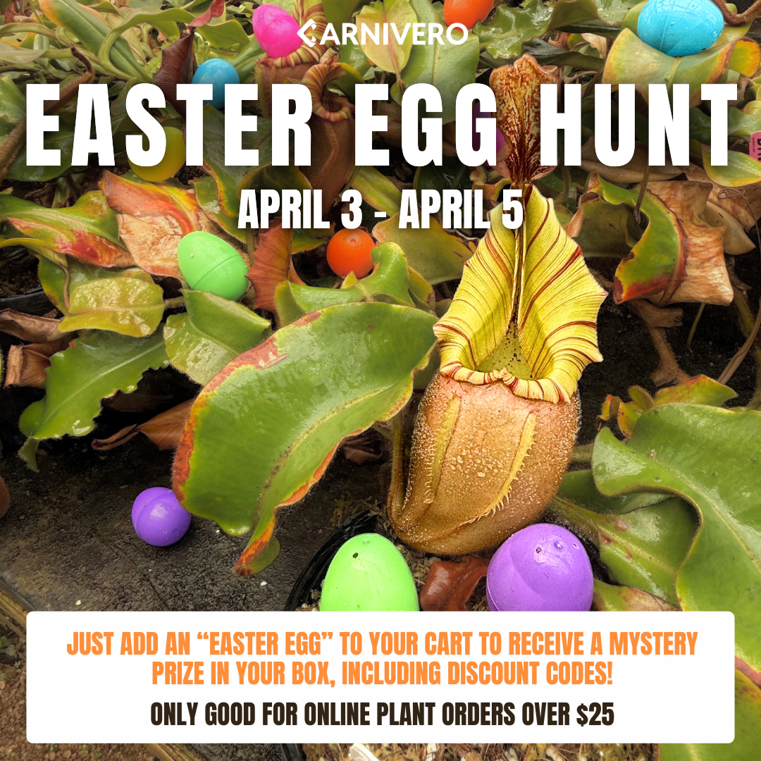 Easter Egg - FREE with $25+ Order