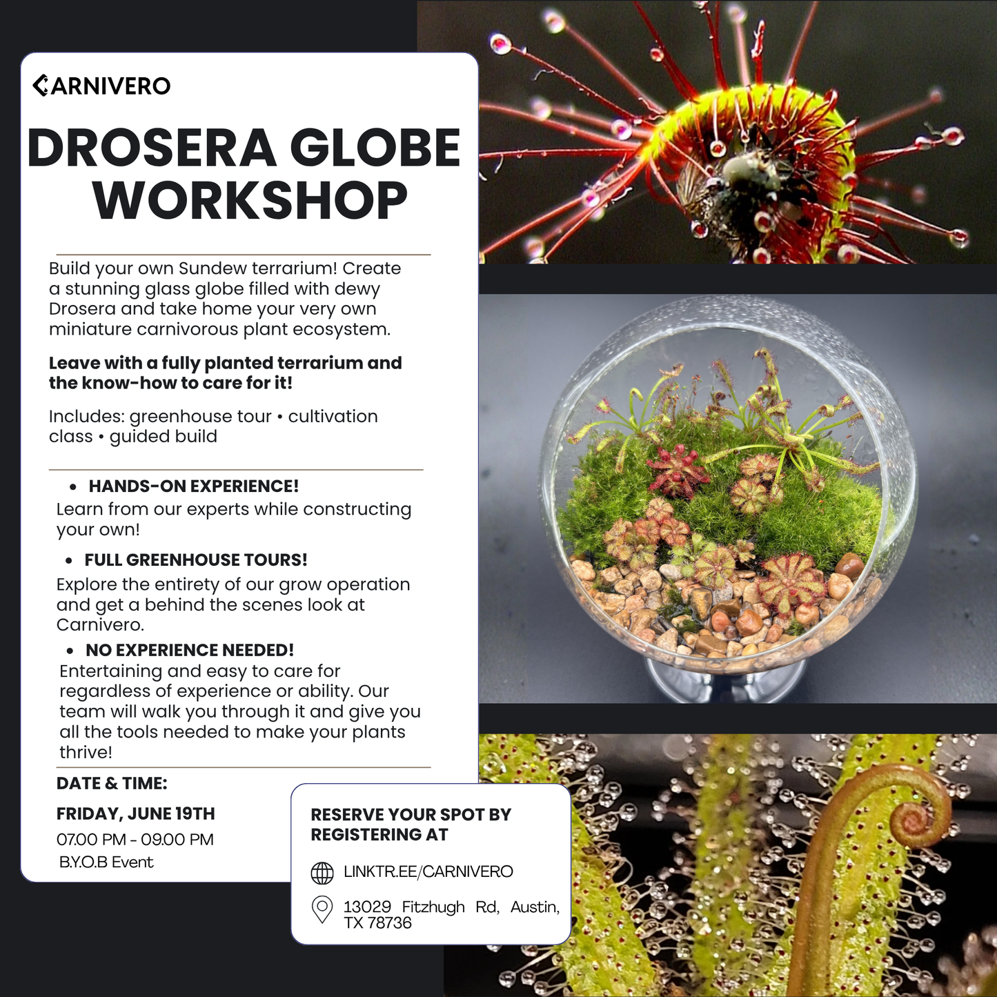 sundew plant terrarium IN PERSON Drosera Globe Workshop – Carnivero