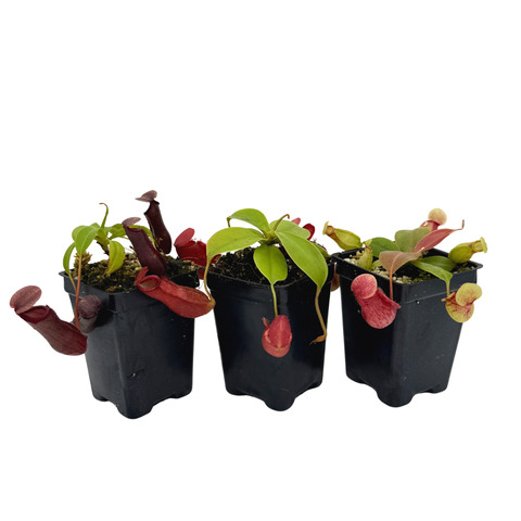 three different nepenthes in three inch pots against a white background