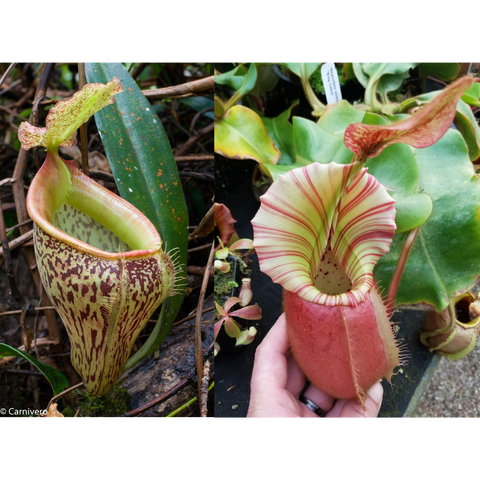 Pair of Cobra Nepenthes talangensis x veitchii pitchers; left shows a mottled brown green trap, right a pale striped rim.