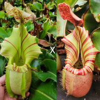 [A119] 1 SEED POD: Nepenthes veitchii (Thai Bareo Giant x "Candy Dreams")