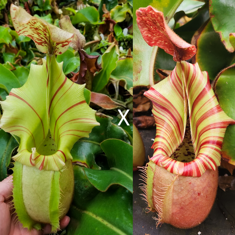 Two Nepenthes veitchii seed pod pitchers; left light green with broad striped peristome, right pink and red striped mouth of the trap.