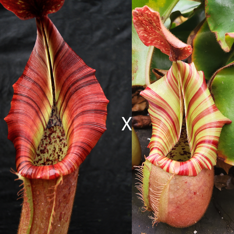 Split image of two Nepenthes seed pods from The Wave left and Candy Dreams right, both with striped pitchers.