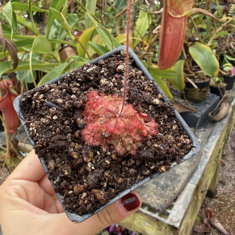 Pink red Drosera tomentosa var tomentosa sundew rosette in a square pot with fuzzy leaves.