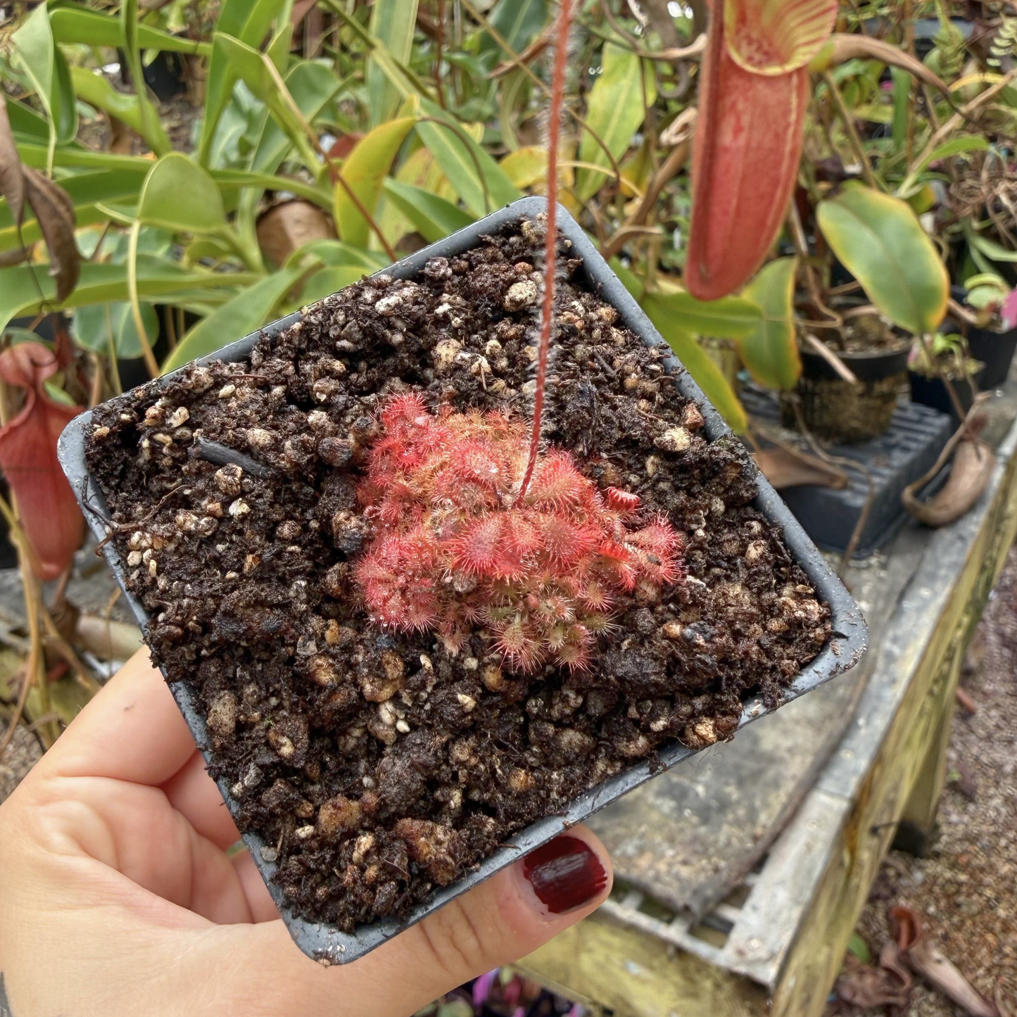 Pink red Drosera tomentosa var tomentosa sundew rosette in a square pot with fuzzy leaves.