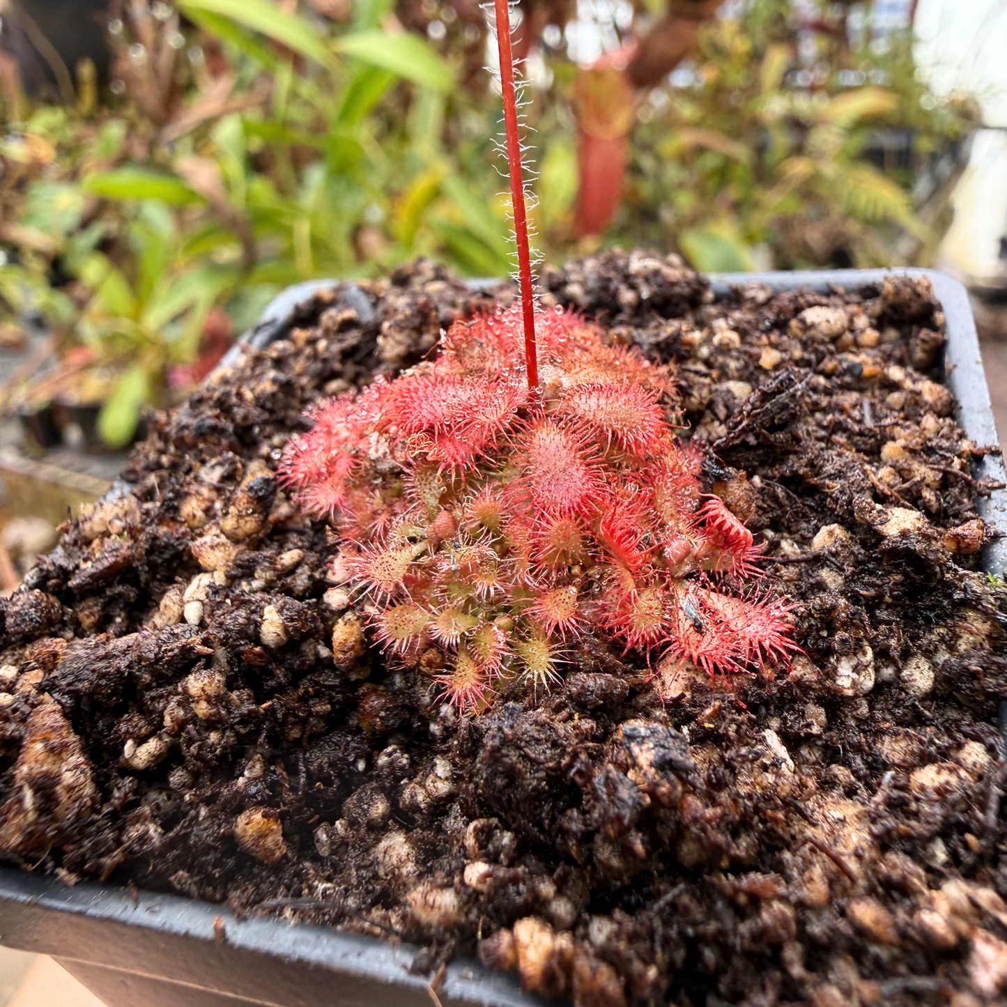 Drosera tomentosa var tomentosa sundew in a pot with red hairy tentacles.