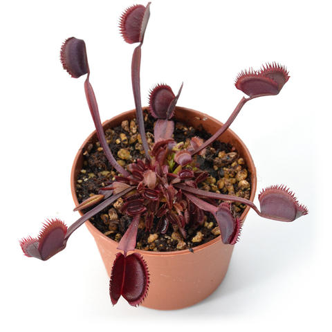 Venus flytrap cultivar Trev's Red Dentate with long purple stems and red toothed traps