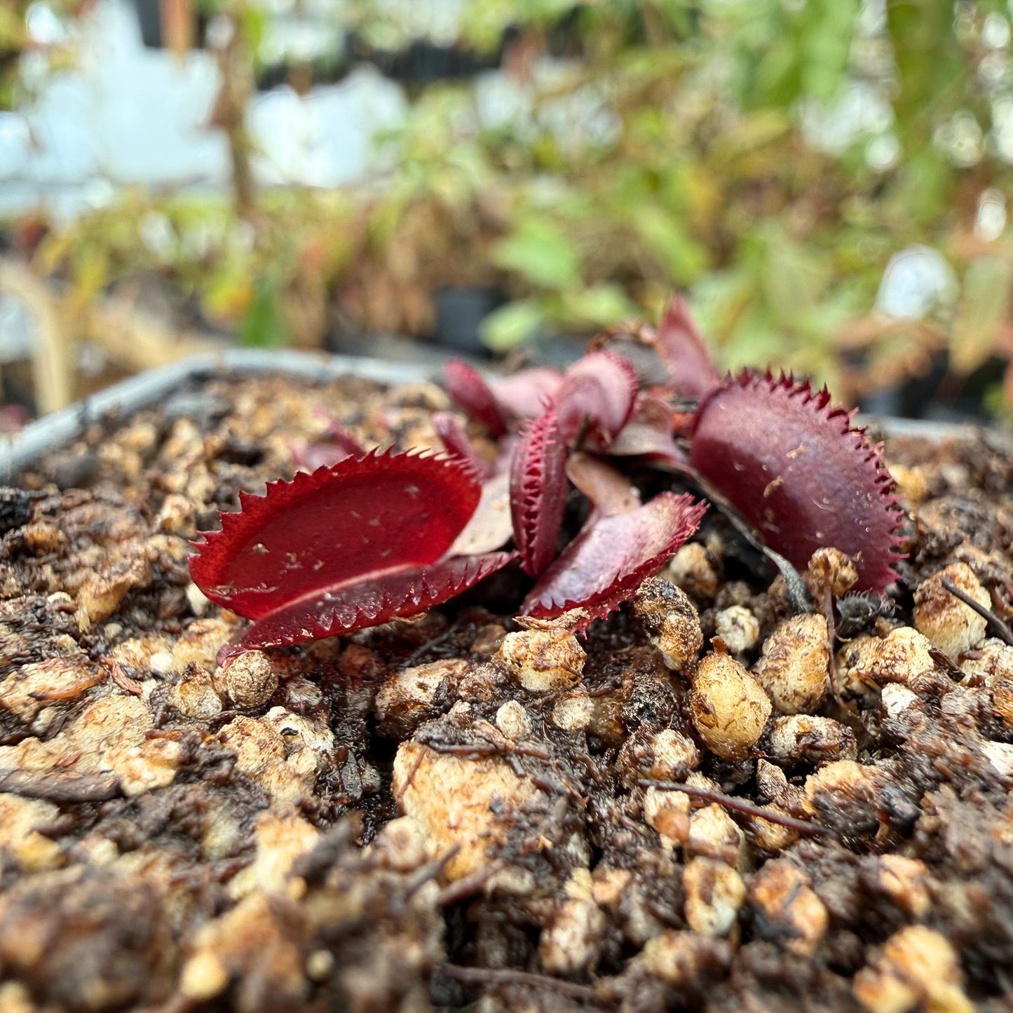 【G.E.M.】プラネタリーテトラペンデュラム Dionaea muscipula Trev's Red Dentate – Carnivero