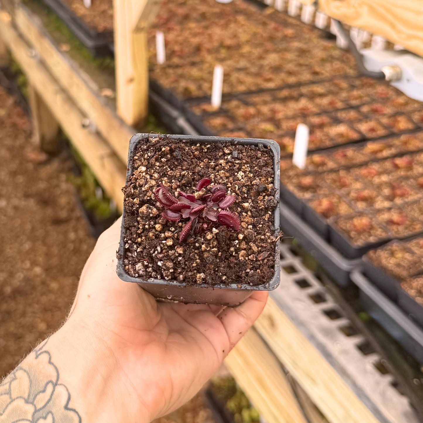 Dionaea muscipula Trev's Red Dentate – Carnivero