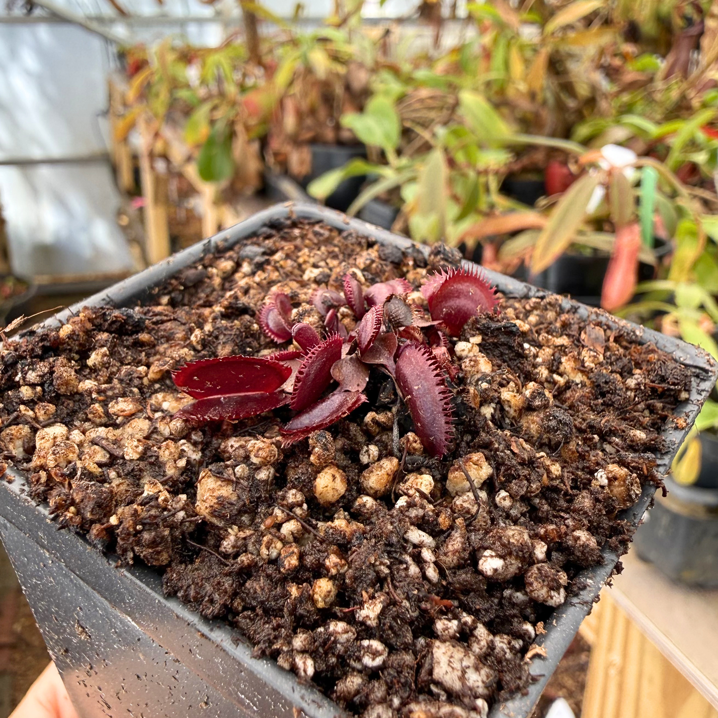 close up potted trev's red detante