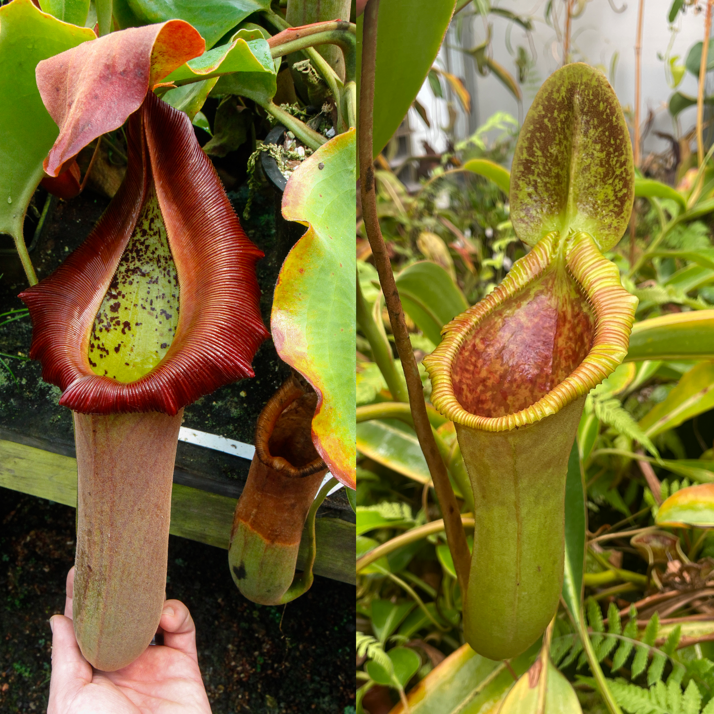 [A625] Nepenthes truncata (d)#1 x Trusmadiensis (xs, seed grown)