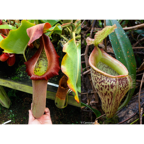 Pair of Nepenthes truncata x talangensis CAR-0371 pitchers; left shows a tall red-peristome pitcher, right a mottled green pitcher.