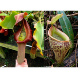 Nepenthes truncata (d) x talangensis, CAR-0371
