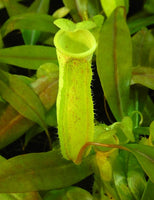 Nepenthes neoguineensis