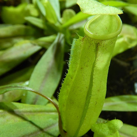 Close-up of a lime-green Nepenthes neoguineensis pitcher with lid among green leaves