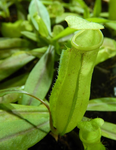 Nepenthes neoguineensis