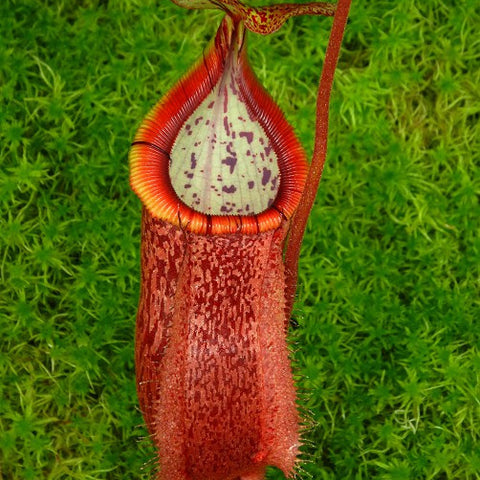 Nepenthes hamata x burbidgeae pitcher plant with a red rimmed tubular pitcher against bright green moss