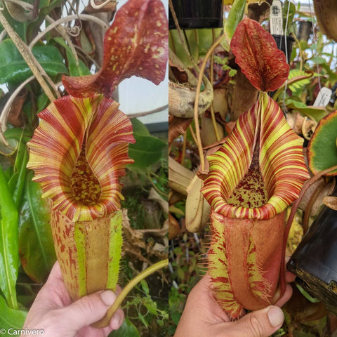 Two close up views of Nepenthes tiveyi EP Best x veitchii x allardii pitcher with red yellow striped peristome and elongated tube