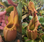 [A215] Nepenthes veitchii ["Geoff Wong" x (Akazukin x Bareo)] - 1 Seed Pod
