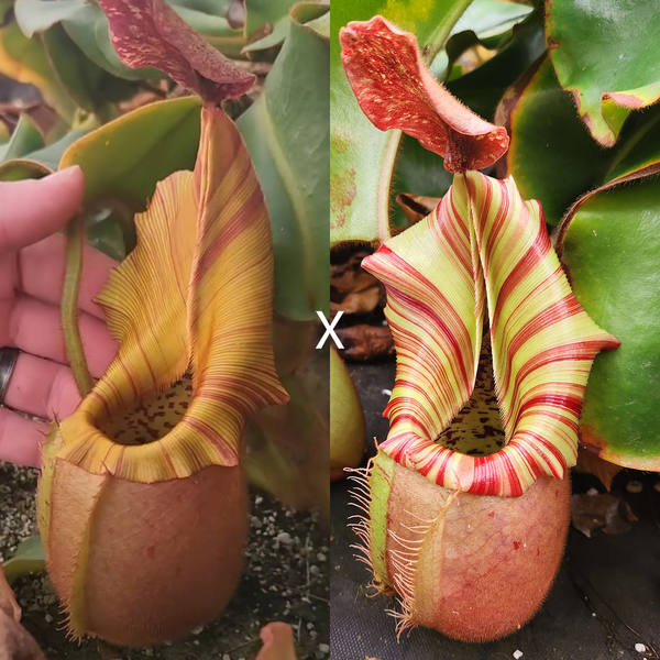 [A259] Nepenthes veitchii ("Geoff Wong' x "Candy Dreams") - 1 Seed Pod