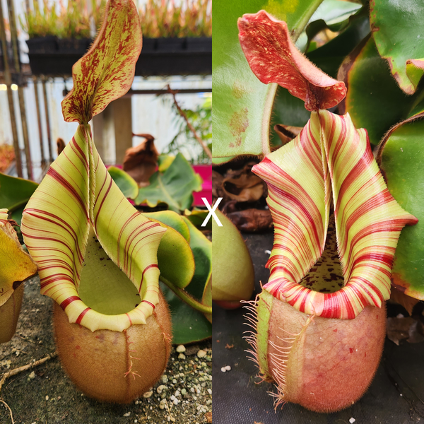 [A247] Nepenthes veitchii [(m) grex #2 x 'Candy Dreams'] - 1  seed pod