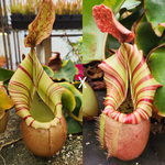 [A258] Nepenthes veitchii [(m) grex #2 x 'Candy Dreams'] - 1  seed pod