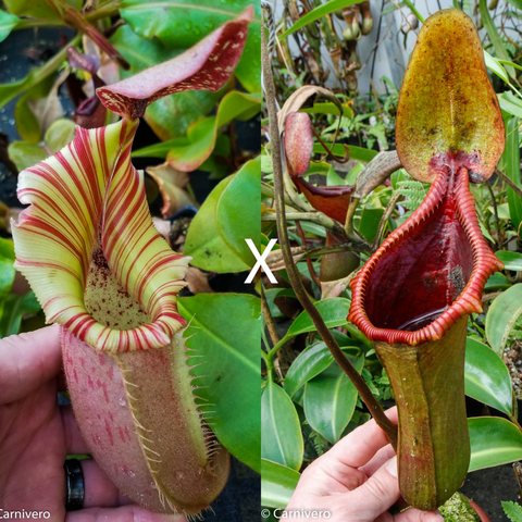 Pair of Nepenthes veitchii x Trusmadiensis seed pod pitchers; left lime body with cream and red striped peristome, right tall orange green trap.