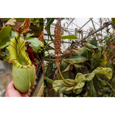 Nepenthes veitchii variegated seed pod with lime green pitcher and red striped peristome