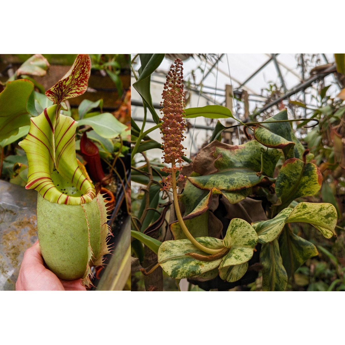 Nepenthes veitchii (JB x variegated)-Seed Pod – Carnivero