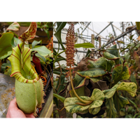 Nepenthes veitchii (JB x variegated)