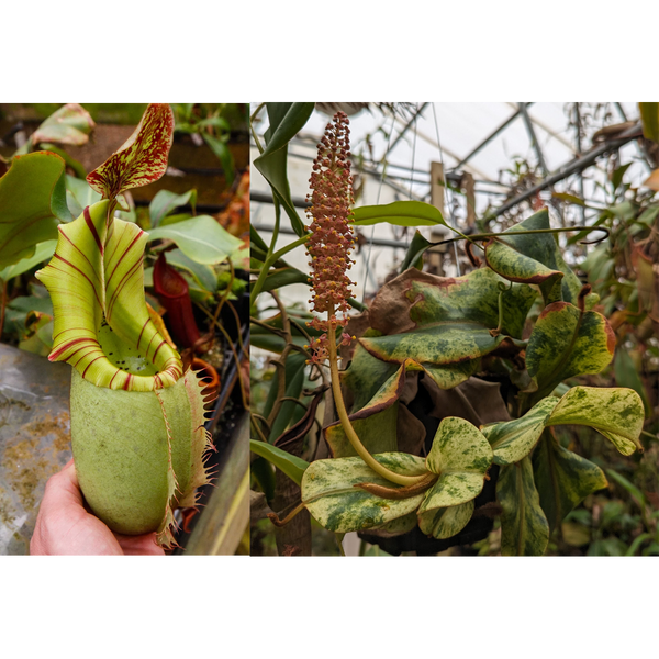 Nepenthes veitchii (JB x variegated)-Seed Pod