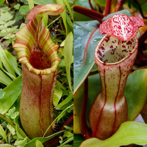 Two Nepenthes lowii x veitchii x clipeata clone 3 pitchers in a collage.