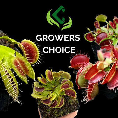 Growers Choice Venus Flytrap banner with vibrant green and red Dionaea traps around stacked tissue culture flasks on black background.