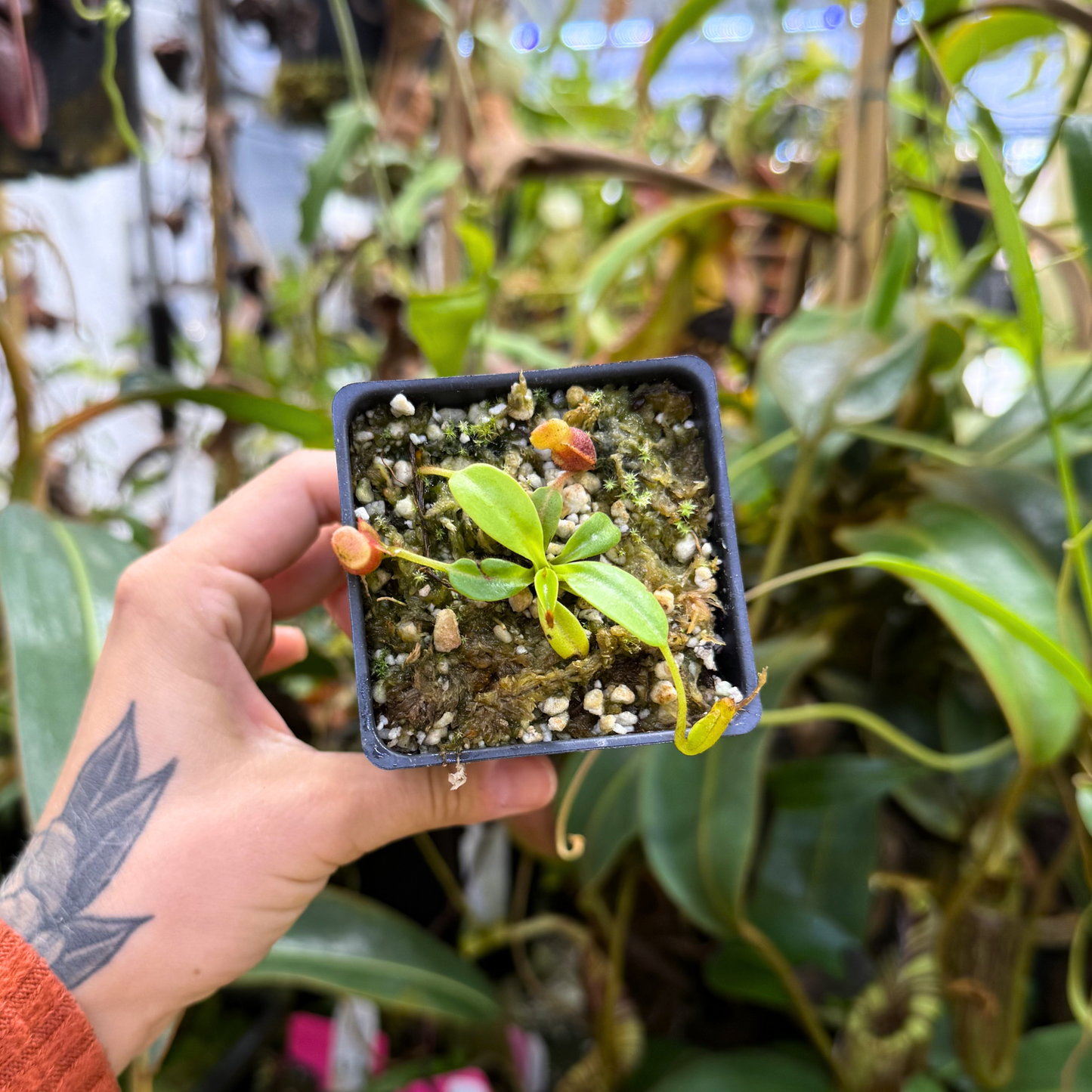 Nepenthes villosa – Carnivero