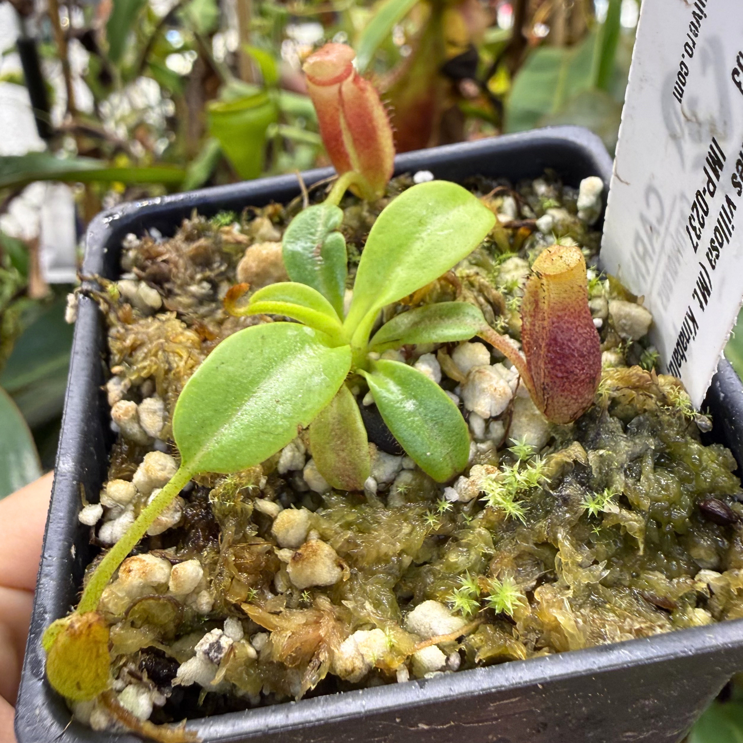 Nepenthes villosa – Carnivero Nepenthes villosa – Carnivero