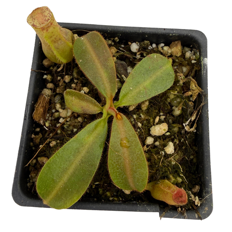 A small potted plant with four green leaves and a pale stem, growing in a black square plastic pot filled with soil and small white perlite beads, photographed on a white background.